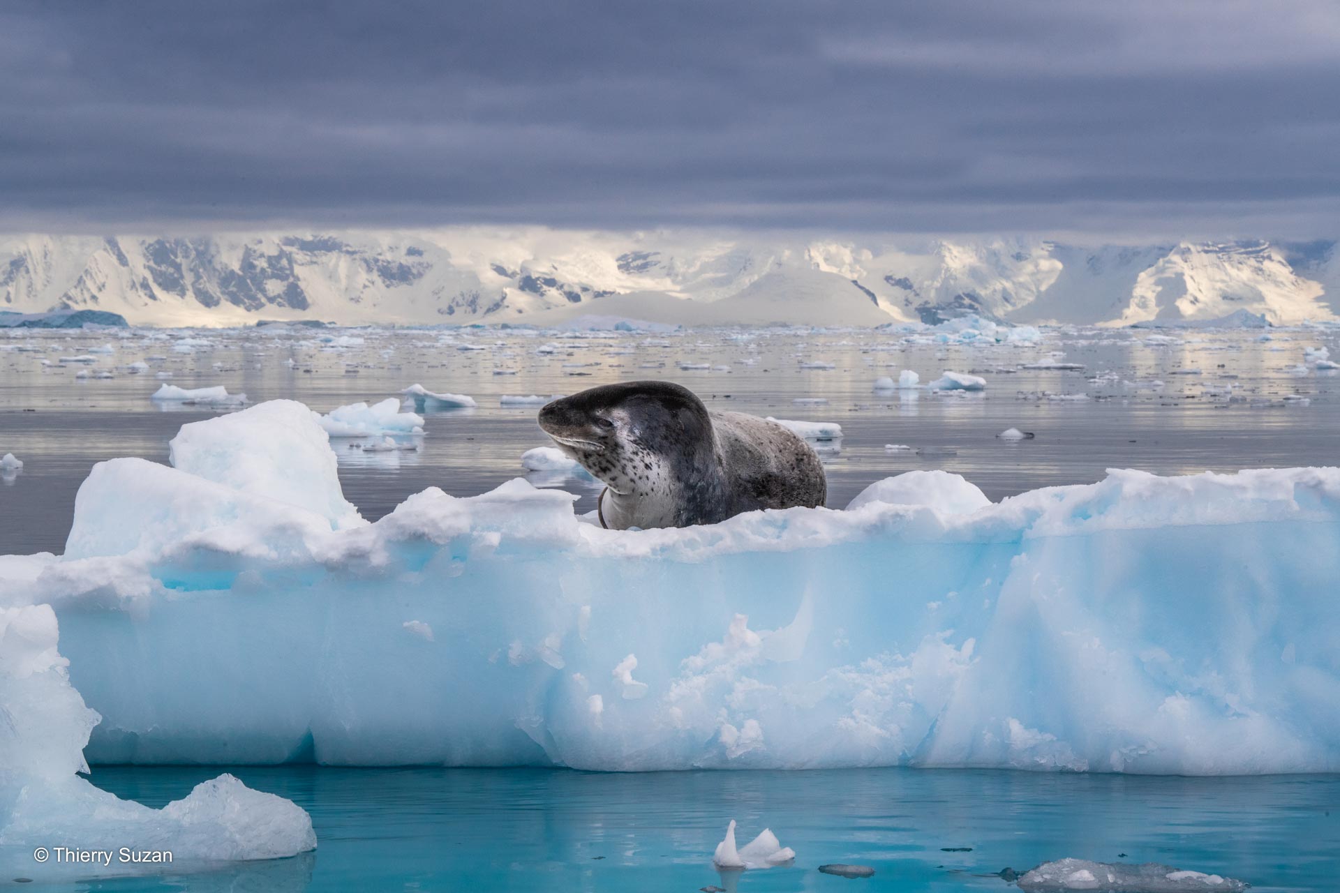 Dans l’oeil du léopard | Péninsule Antarctique